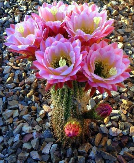 62370_301126296679089_1997945927_n - Minunatia florilor de cactus