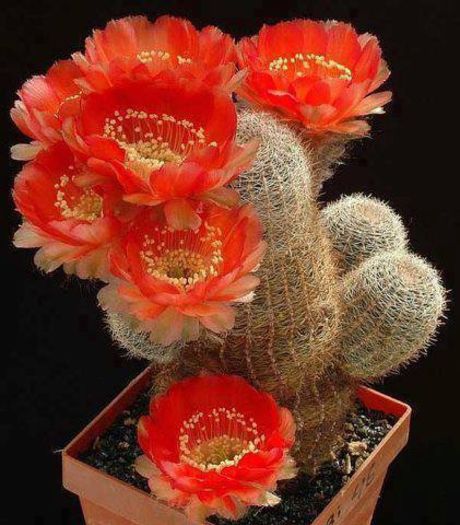 69560_727604200592454_1144100454_n - Minunatia florilor de cactus