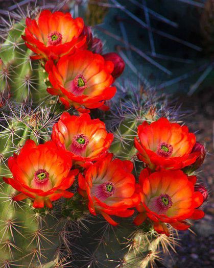 1005759_301126326679086_392773148_n - Minunatia florilor de cactus