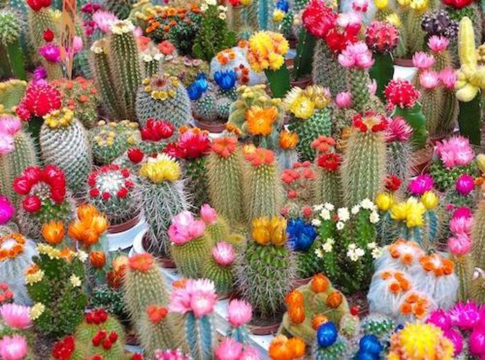 1484231_458855227552391_1196357758_n - Minunatia florilor de cactus