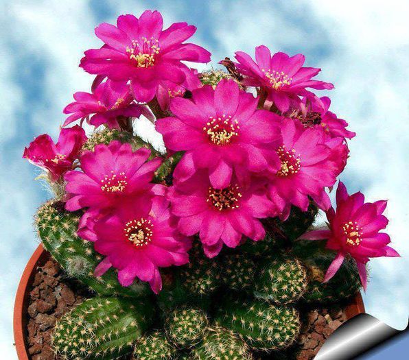 1491623_540999349329196_120500794_n - Minunatia florilor de cactus