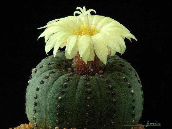 1509235_538798422882622_217634629_n - Minunatia florilor de cactus