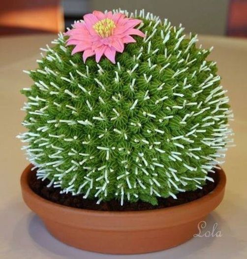 1527118_548504848578646_232628378_n - Minunatia florilor de cactus