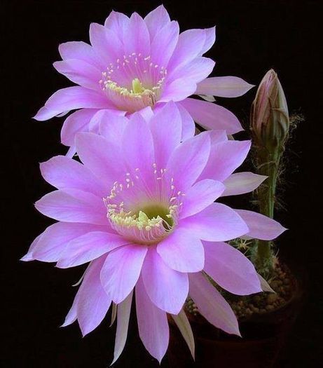 1546450_538798836215914_1315615987_n - Minunatia florilor de cactus