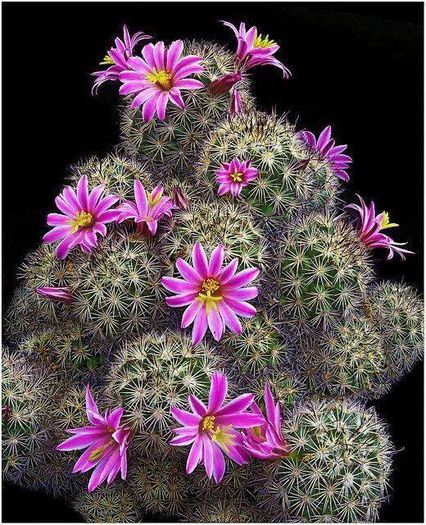 1604475_741847315834809_123376837_n - Minunatia florilor de cactus