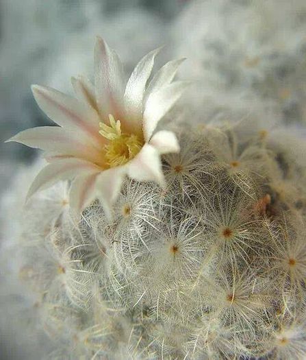 1622005_731332923552915_1907048531_n - Minunatia florilor de cactus