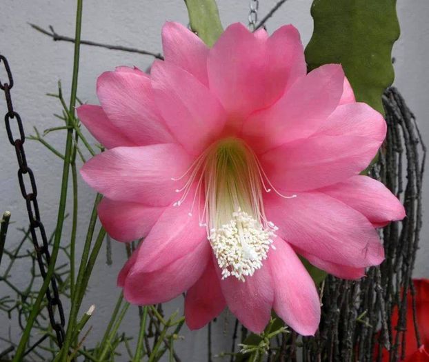 1622069_738664232819784_1815030438_n - Minunatia florilor de cactus