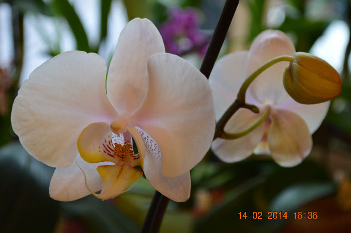 DSC_0009 (2) - Phalaenopsis1