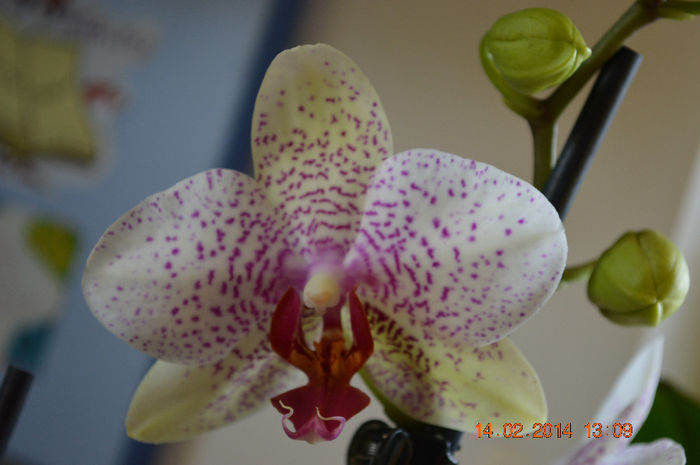 DSC_0010 - Phalaenopsis1