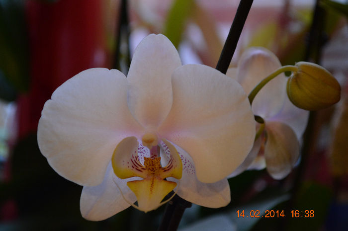 DSC_0013 - Phalaenopsis1