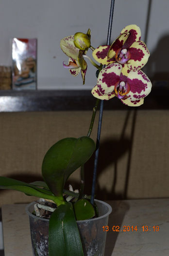DSC_0017 (2) - Phalaenopsis1