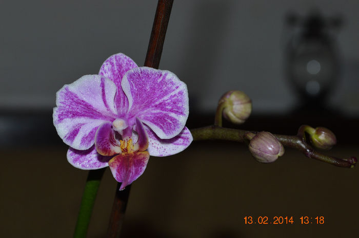 DSC_0015 - Phalaenopsis1