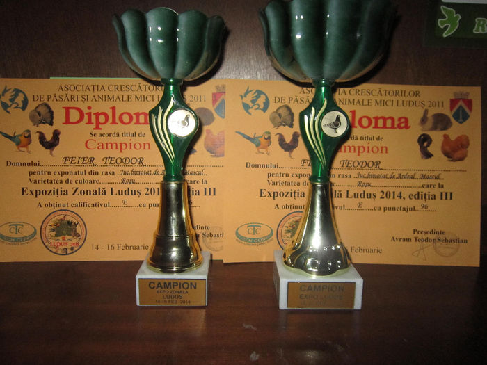 culoare rusu dublu Campion