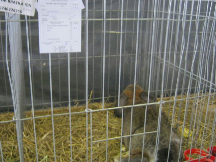 018MASCULUL CAMPION BERBEC GRI