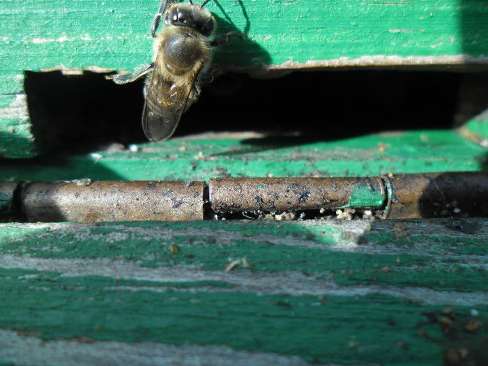 SAM_1983 - albine februarie 2014