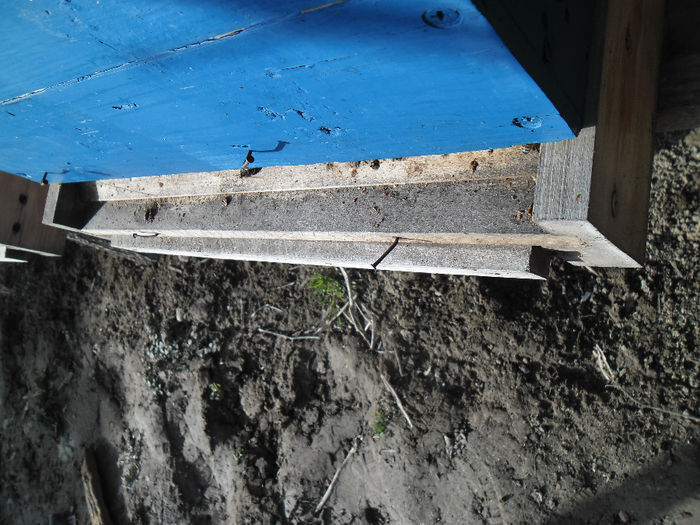 SAM_1984 - albine februarie 2014