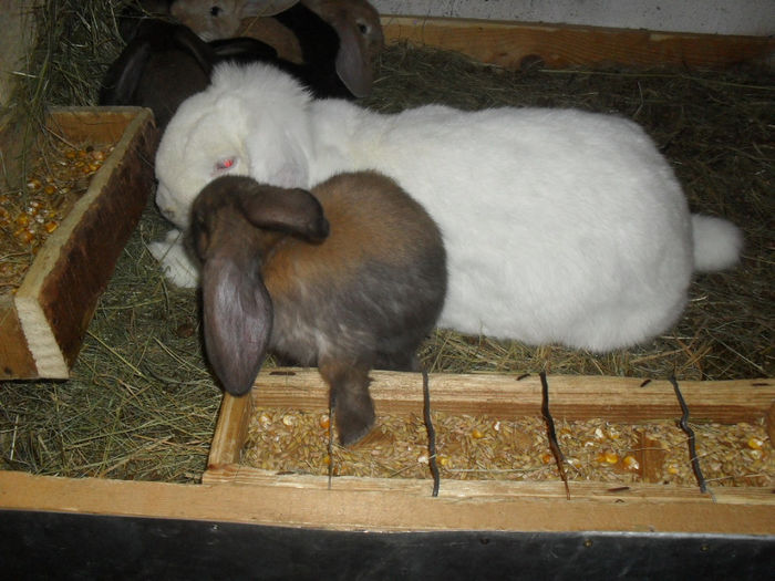 cu primii ei puisori