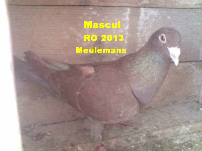 M RO 2013 - 6-Amintirii