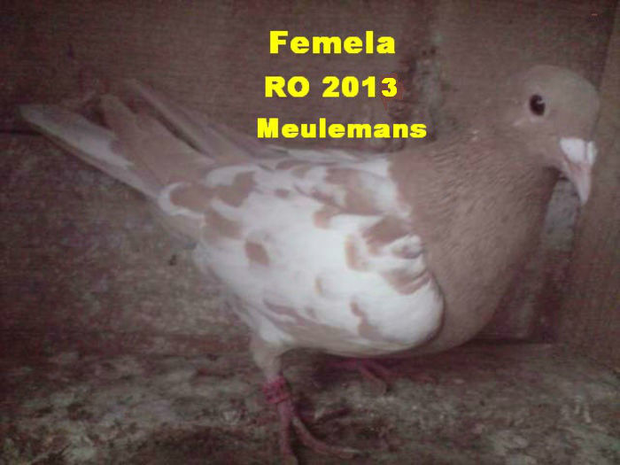 F RO 2013 - 6-Amintirii