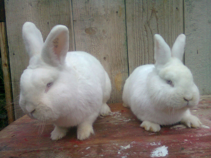 Mascul de 96.5 puncte si un mascul de 5 luni