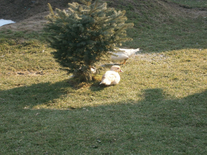 P2152964 - CAROLINE ALBE