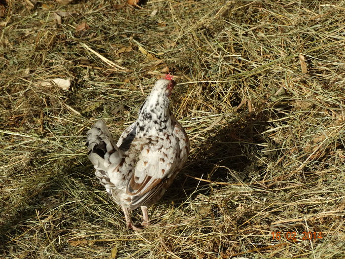 DSC00388
