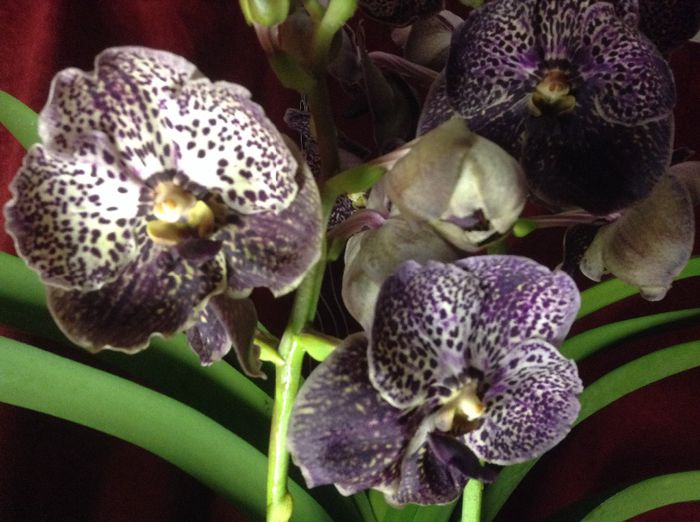 Vanda Dark Chocolate Brown - Vanda