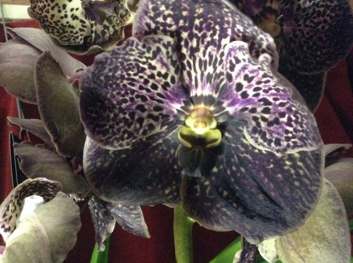 Vanda Dark Chocolate Brown - Vanda