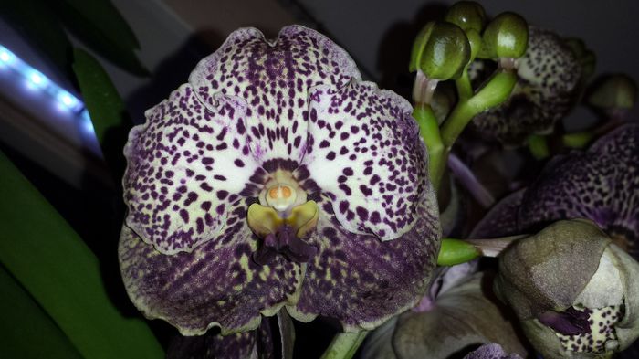 image - Vanda