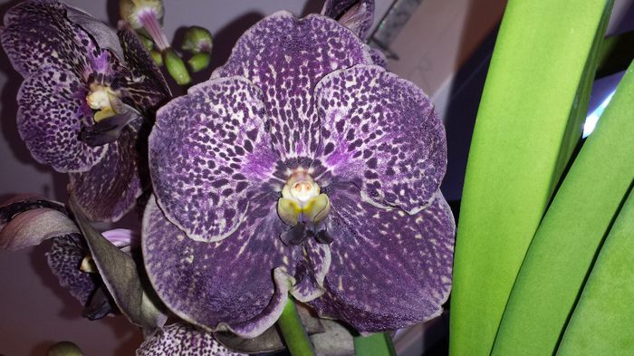 Vanda Dark Chocolate Brown - Vanda