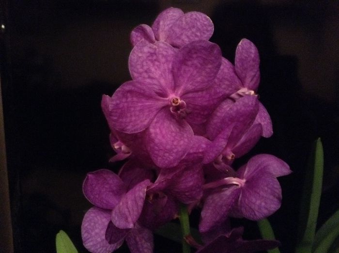 image - Vanda