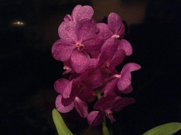 image - Vanda