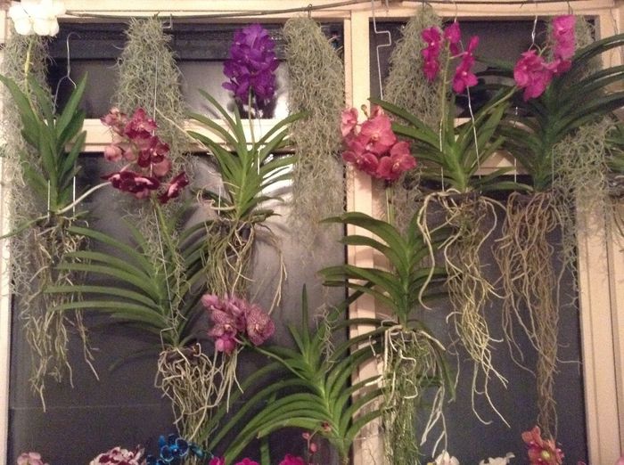 image - Vanda