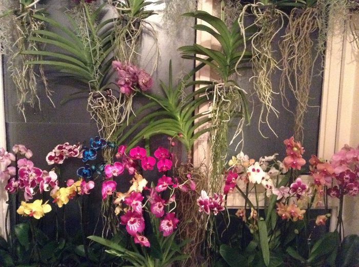 image - Vanda