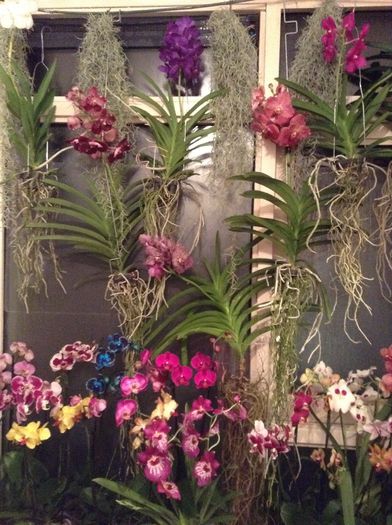 image - Vanda