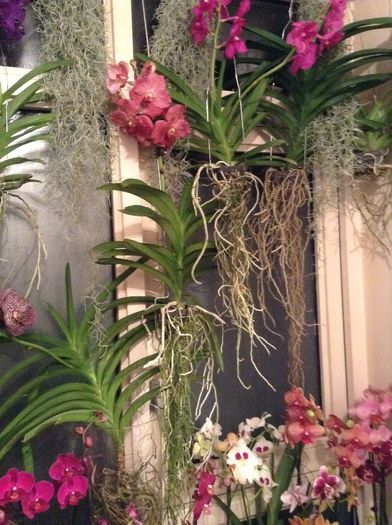 image - Vanda