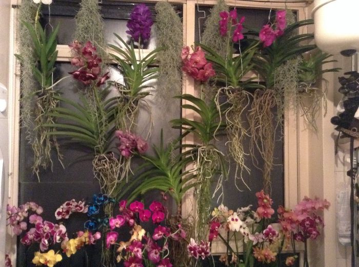 image - Vanda