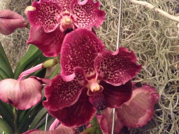 image - Vanda