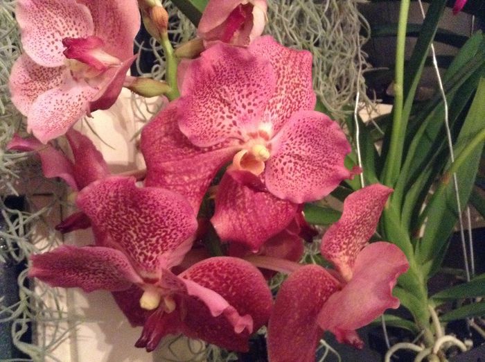 image - Vanda