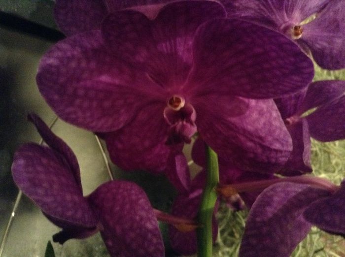image - Vanda