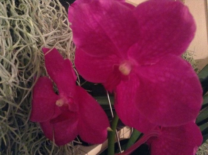 image - Vanda