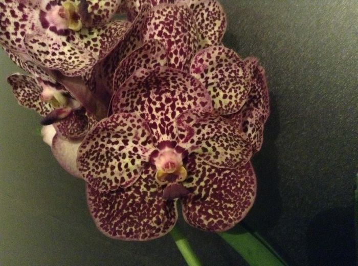 image - Vanda