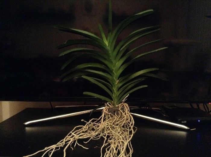 image - Vanda