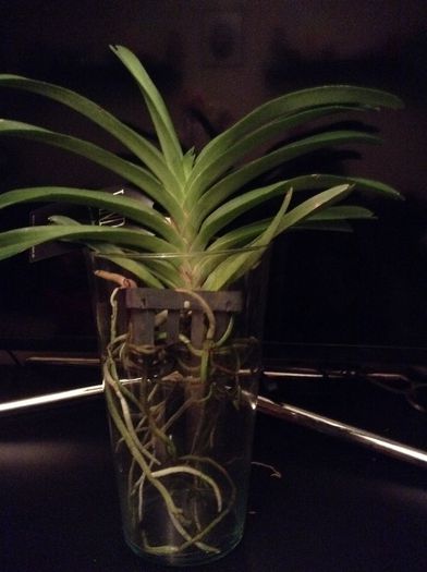image - Vanda
