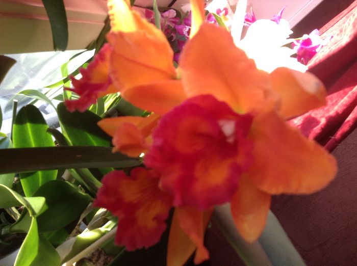 image - Cattleya