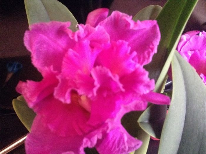 image - Cattleya