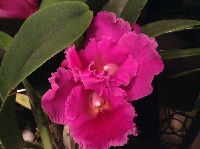 image - Cattleya