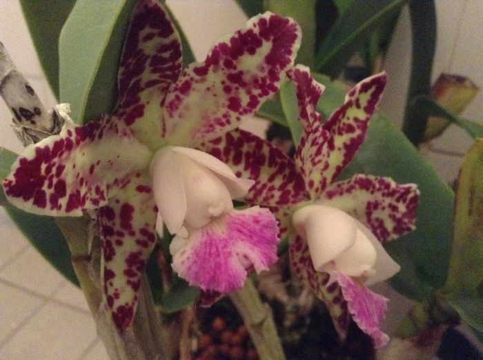 image - Cattleya