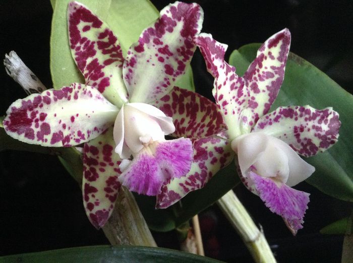 image - Cattleya