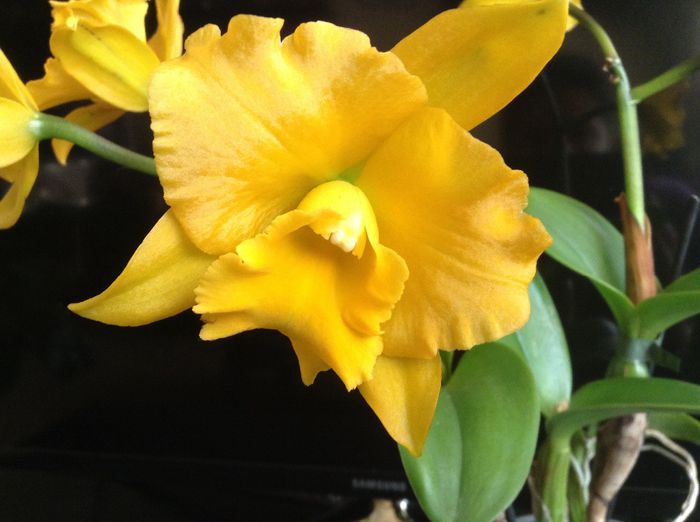 image - Cattleya